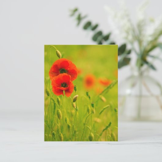 Carte postale - fleurs de coquelicots briefkaart (Staand voorkant)