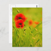 Carte postale - fleurs de coquelicots briefkaart (Voorkant / Achterkant)