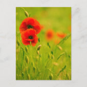 Carte postale - fleurs de coquelicots briefkaart (Voorkant)