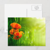 Carte postale - fleurs de coquelicots briefkaart (Voorkant / Achterkant)