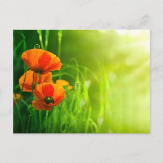 Carte postale - fleurs de coquelicots briefkaart (Voorkant)