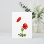 Carte postale - Fleurs de coquelicots fond blanc Briefkaart (Staand voorkant)