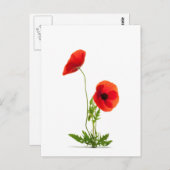 Carte postale - Fleurs de coquelicots fond blanc Briefkaart (Voorkant / Achterkant)
