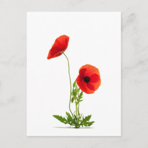 Carte postale - Fleurs de coquelicots fond blanc Briefkaart