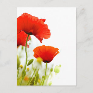 Carte postale - fleurs de coquelicots fond blanc briefkaart