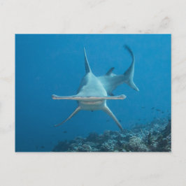 Carte postale, hamerhaai ハ ー ヘ ド ン briefkaart