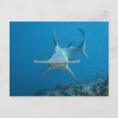 Carte postale, hamerhaai ハ ー ヘ ド ン briefkaart (Voorkant)