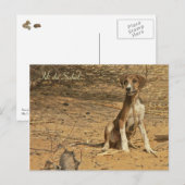 Carte postale Idi du Sahel Briefkaart (Voorkant / Achterkant)