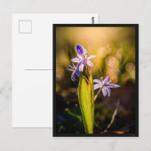 Carte postale le Scille Briefkaart (Voorkant / Achterkant)