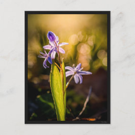 Carte postale le Scille Briefkaart