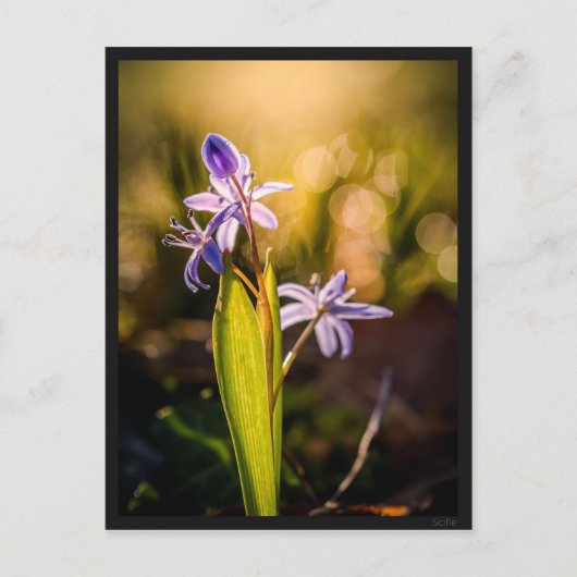 Carte postale le Scille Briefkaart (Voorkant)