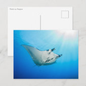 Carte postale, Manta マ ン レ イ Briefkaart (Voorkant / Achterkant)