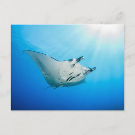 Carte postale, Manta マ ン レ イ Briefkaart