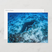 Carte postale, Manta マ ン レ イ Briefkaart (Voorkant / Achterkant)