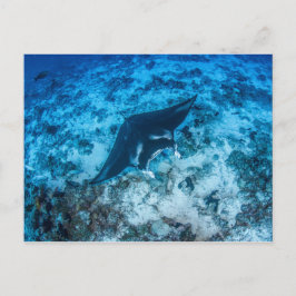 Carte postale, Manta マ ン レ イ Briefkaart