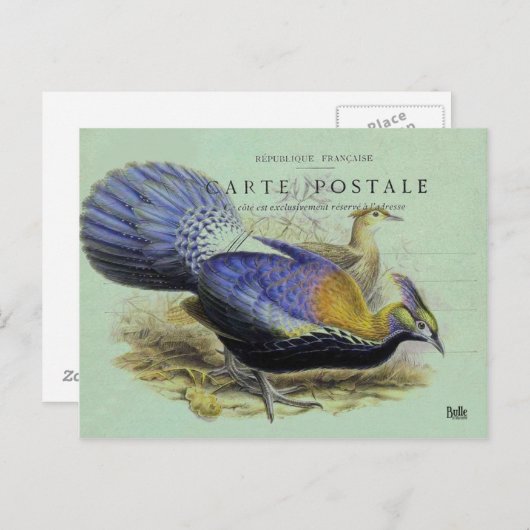 Carte postale oiseau violet briefkaart (Voorkant / Achterkant)