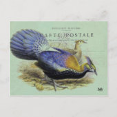 Carte postale oiseau violet briefkaart (Voorkant)