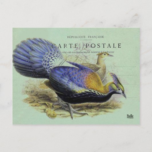 Carte postale oiseau violet briefkaart (Voorkant)