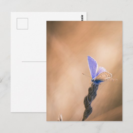 Carte postale papillon Argus bleu Briefkaart (Voorkant / Achterkant)
