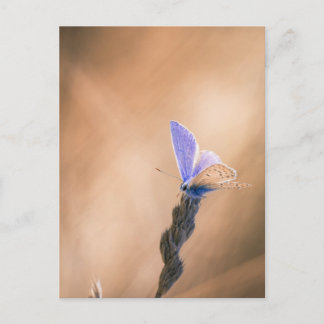 Carte postale papillon Argus bleu Briefkaart