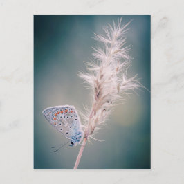 Carte postale papillon Argus bleu Briefkaart