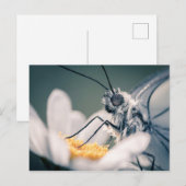 Carte postale papillon Gazé Briefkaart (Voorkant / Achterkant)