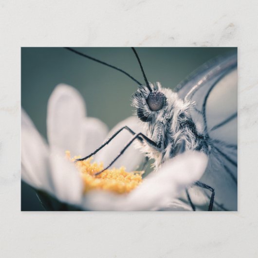 Carte postale papillon Gazé Briefkaart (Voorkant)