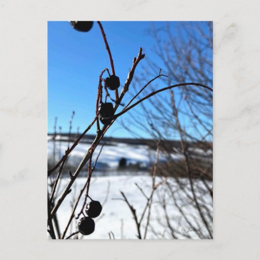 Carte postale paysage Baies d'hiver  Briefkaart (Voorkant)