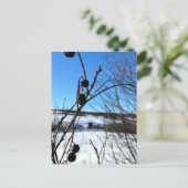 Carte postale paysage Baies d'hiver  Briefkaart (Staand voorkant)