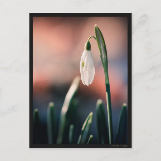 Carte postale Perce Neige Briefkaart