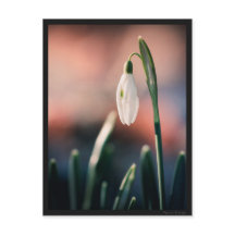 Carte postale Perce Neige