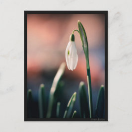 Carte postale Perce Neige Briefkaart