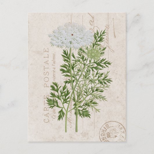 Carte Postale Queen's Lace French Floral Briefkaart (Voorkant)
