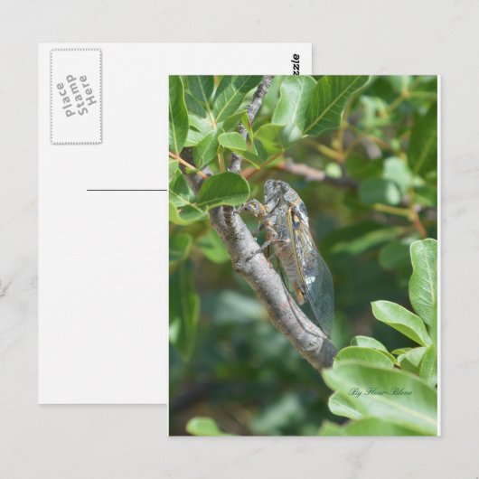 Carte postale sigaren briefkaart (Voorkant / Achterkant)