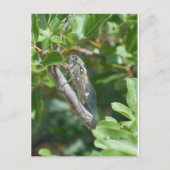 Carte postale sigaren briefkaart (Voorkant)