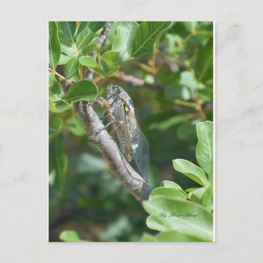 Carte postale sigaren briefkaart (Voorkant)