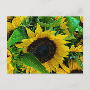carte postale tournesols briefkaart
