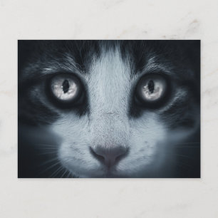 Carte poste respect voor chat briefkaart
