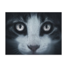 Carte poste respect voor chat