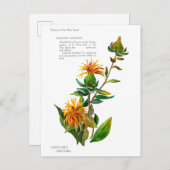 Carthamus Tinctoria Briefkaart (Voorkant / Achterkant)