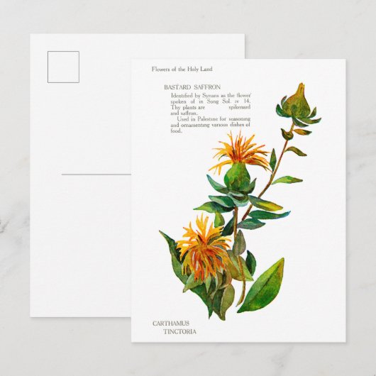 Carthamus Tinctoria Briefkaart (Voorkant / Achterkant)