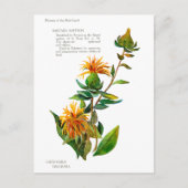 Carthamus Tinctoria Briefkaart (Voorkant)