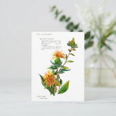 Carthamus Tinctoria Briefkaart (Staand voorkant)