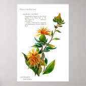 Carthamus Tinctoria Poster (Voorkant)