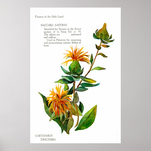 Carthamus Tinctoria Poster (Voorkant)
