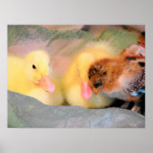 Cartoon Ducks and Chick Poster (Voorkant)