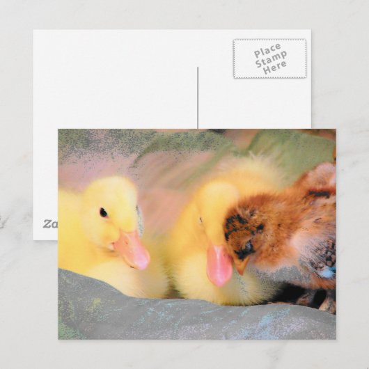 Cartoon eenden en kuiken briefkaart (Voorkant / Achterkant)