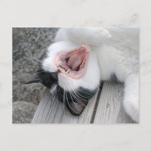 Carulmare Cat Yawn CC0379 Briefkaart (Voorkant)