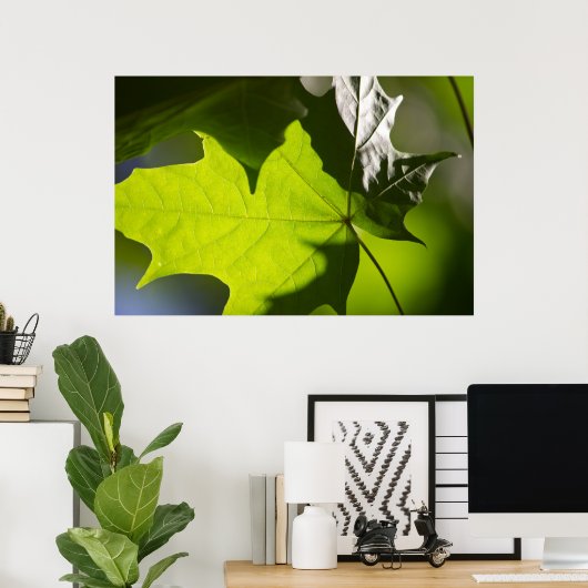 Carulmare Maple Leaf CC0041 Poster (Thuiskantoor)