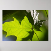 Carulmare Maple Leaf CC0041 Poster (Voorkant)